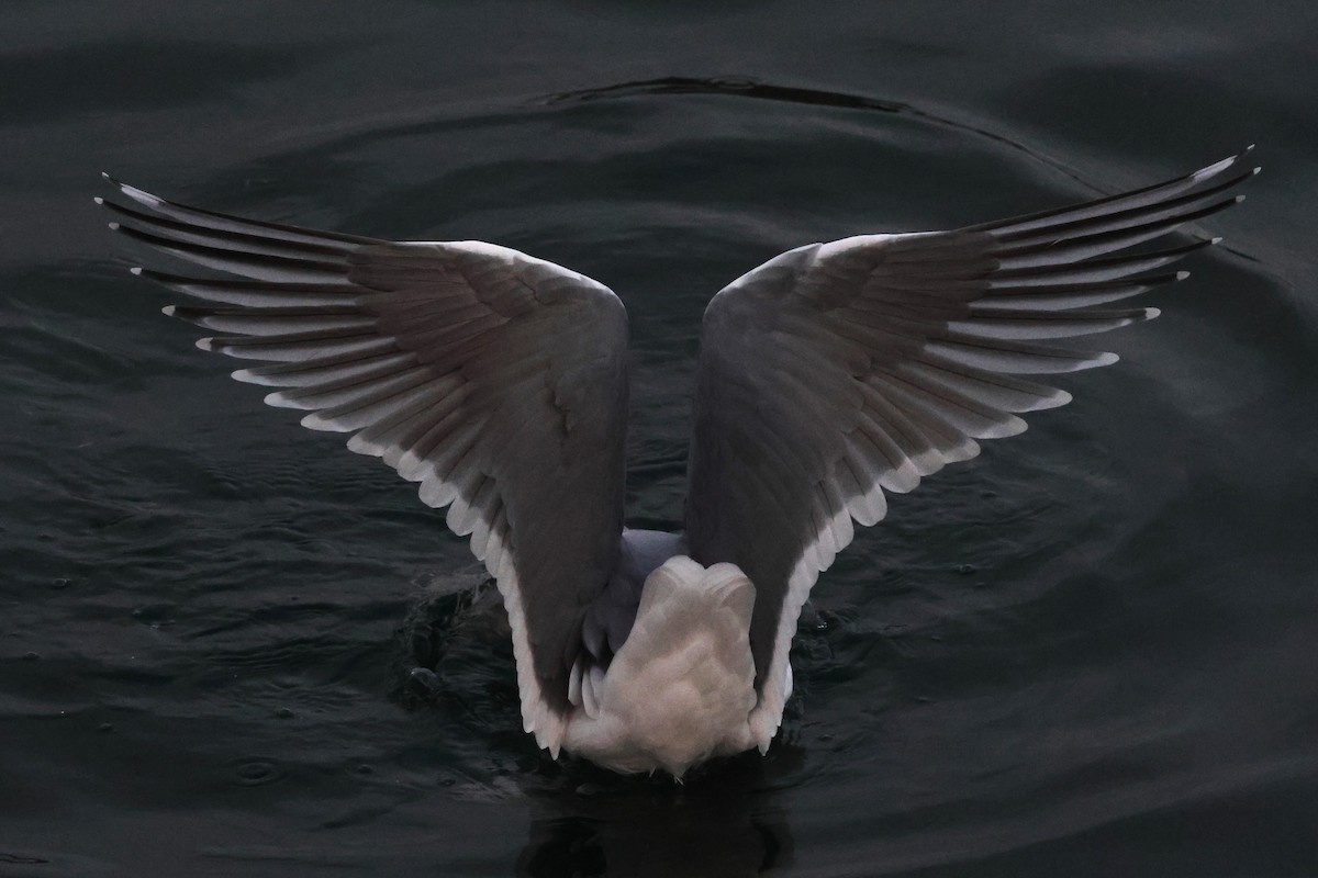 Glaucous-winged Gull - ML645308335