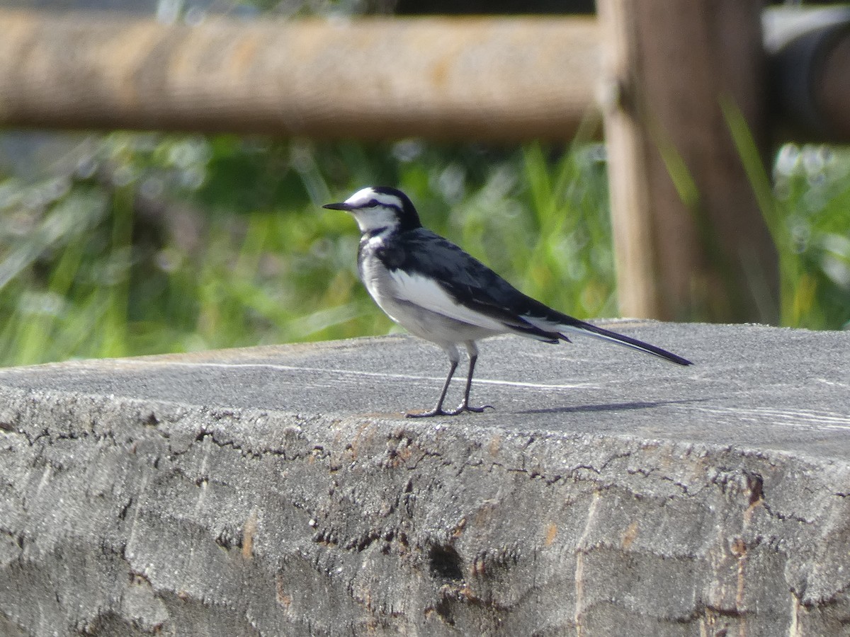 White Wagtail (Black-backed) - ML645308336