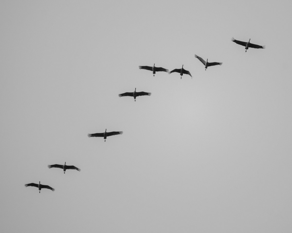 Sandhill Crane - ML645308339