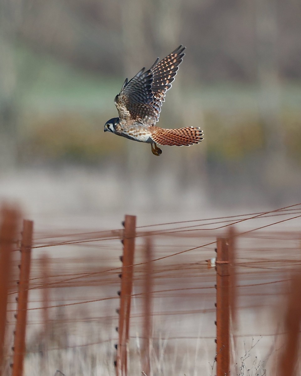 American Kestrel - ML645308349