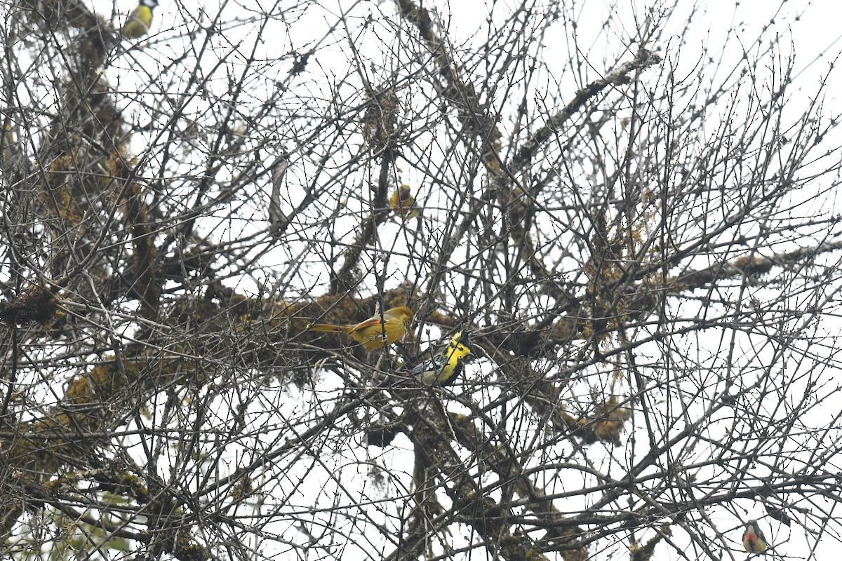 Bändersiva - ML645308350