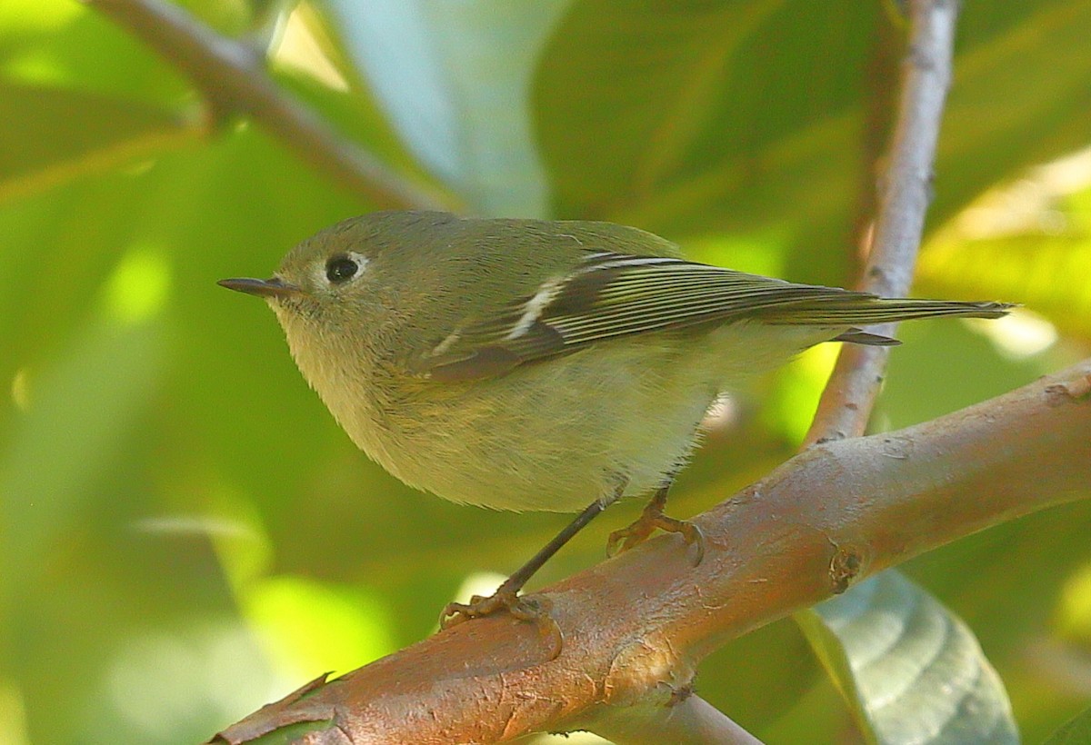 Ruby-crowned Kinglet - ML645308361