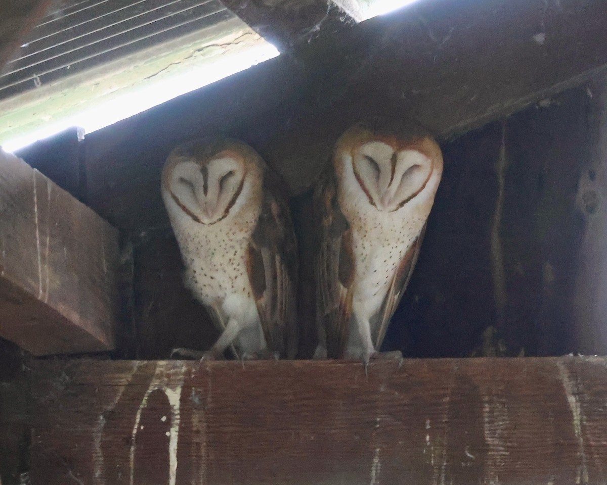 American Barn Owl - ML645308362