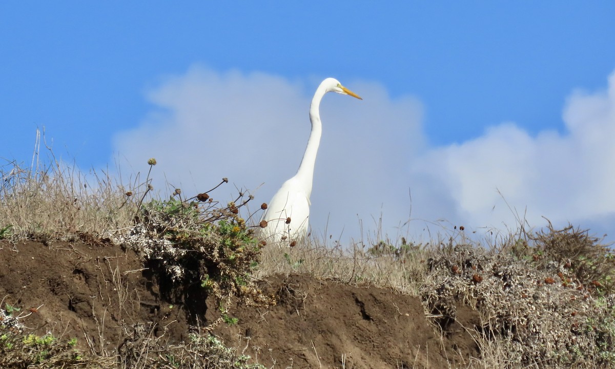 Garceta Grande - ML645308371