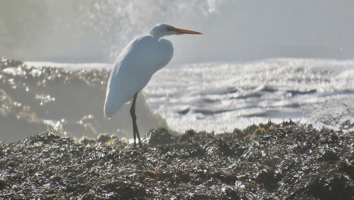 Garceta Grande - ML645308375