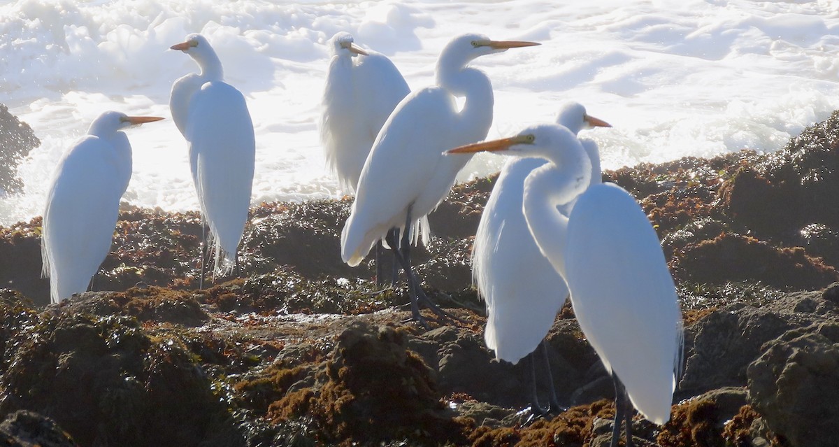 Garceta Grande - ML645308377