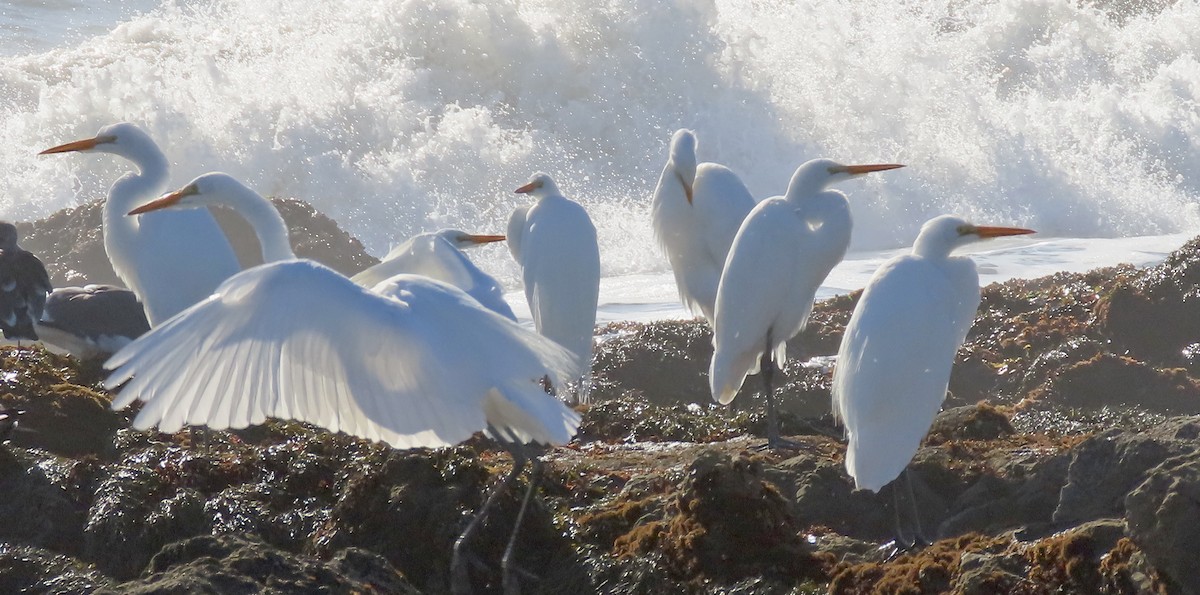 Garceta Grande - ML645308382