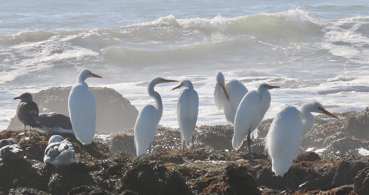 Garceta Grande - ML645308389