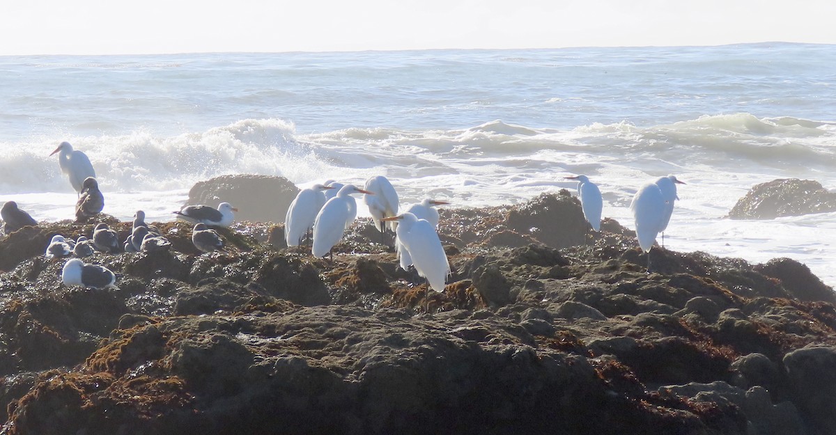 Garceta Grande - ML645308391