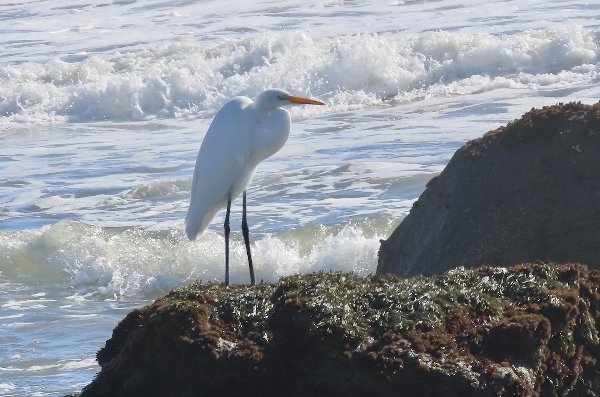 Garceta Grande - ML645308396