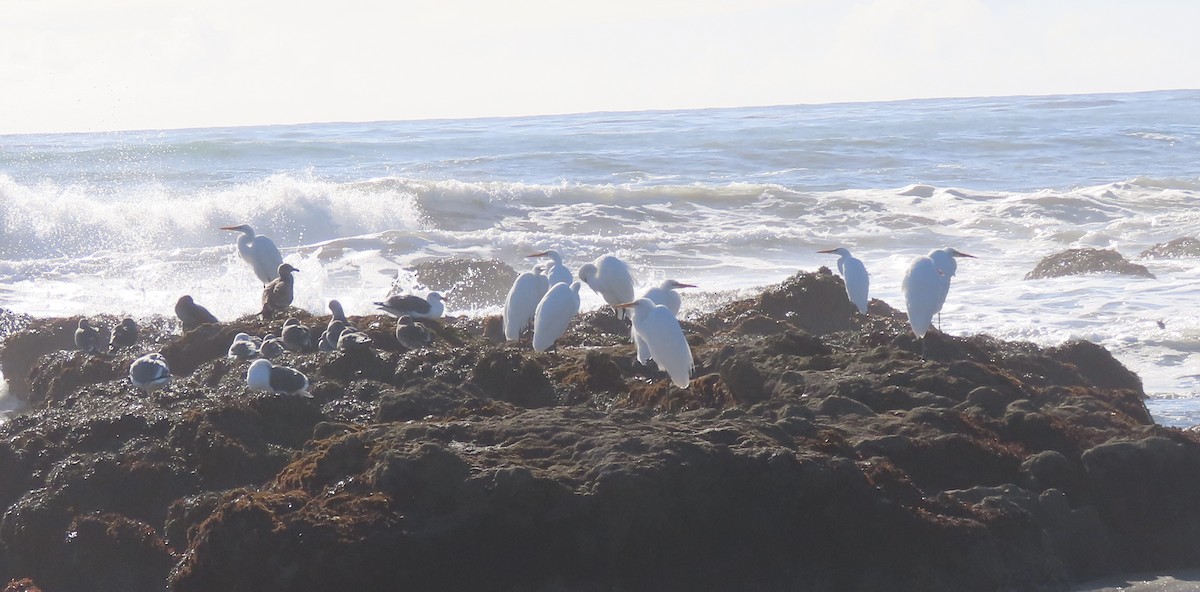 Garceta Grande - ML645308398