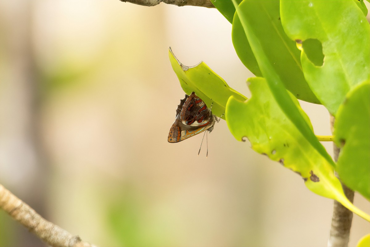 Narcissus Jewel - ML645308417