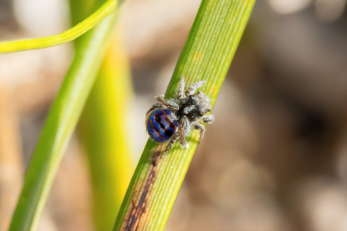 Coastal Peacock Spider - ML645308450