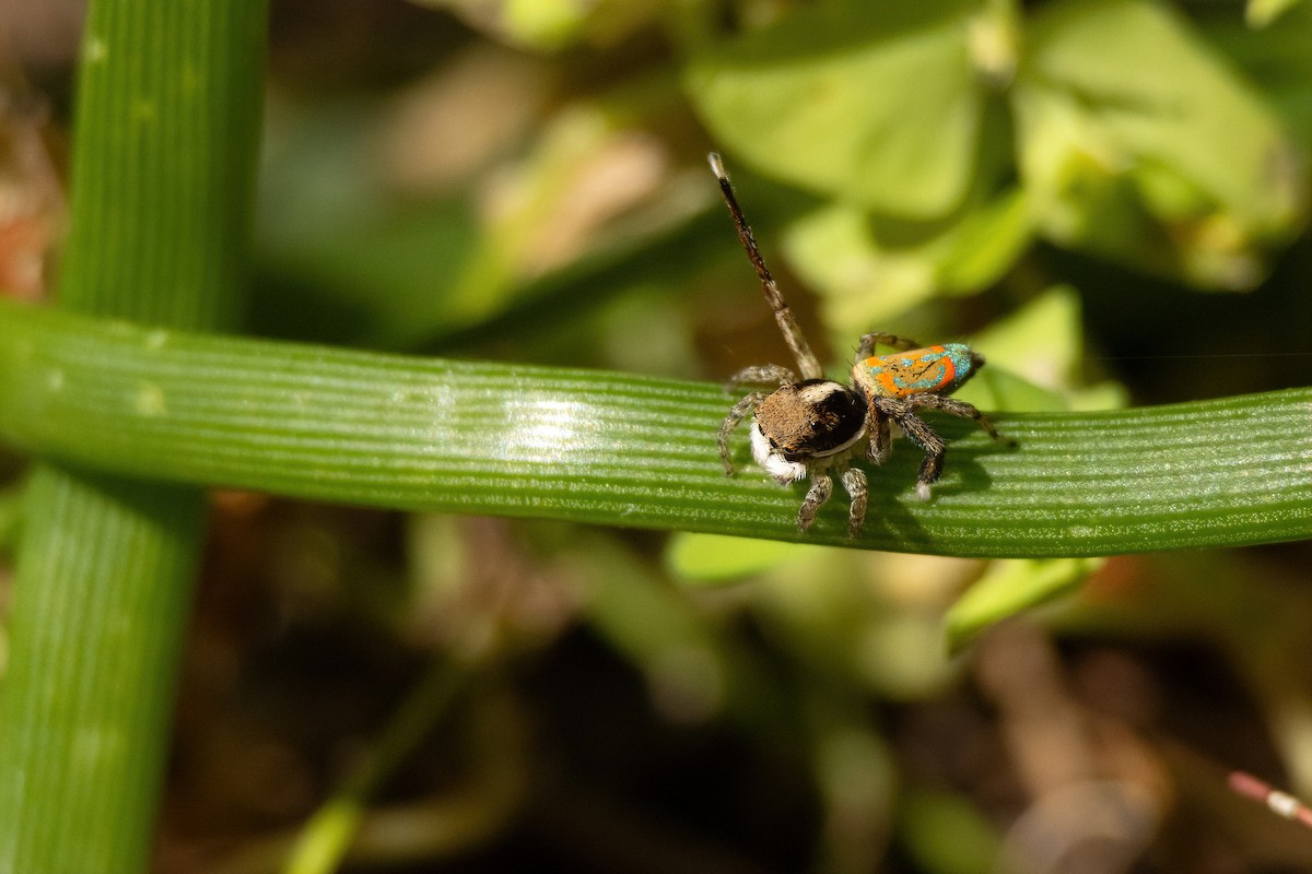 Common Peacock Spider - ML645308451