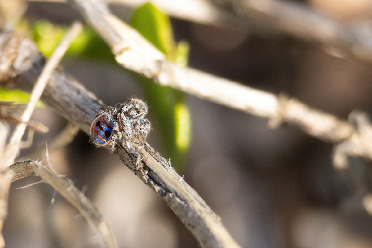 Coastal Peacock Spider - ML645308452