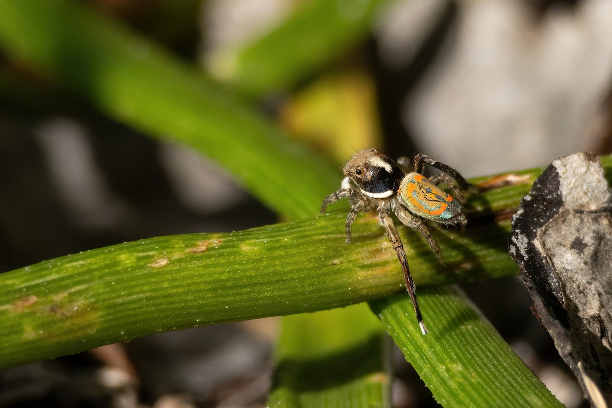 Common Peacock Spider - ML645308453