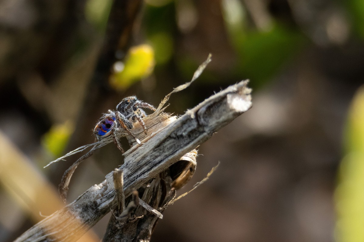 Coastal Peacock Spider - ML645308454