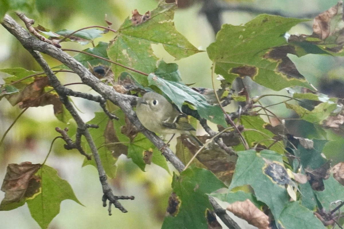 Ruby-crowned Kinglet - ML645308461