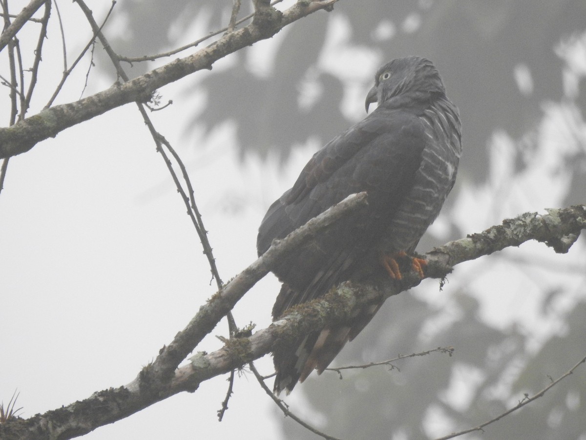 Hook-billed Kite - ML645308465