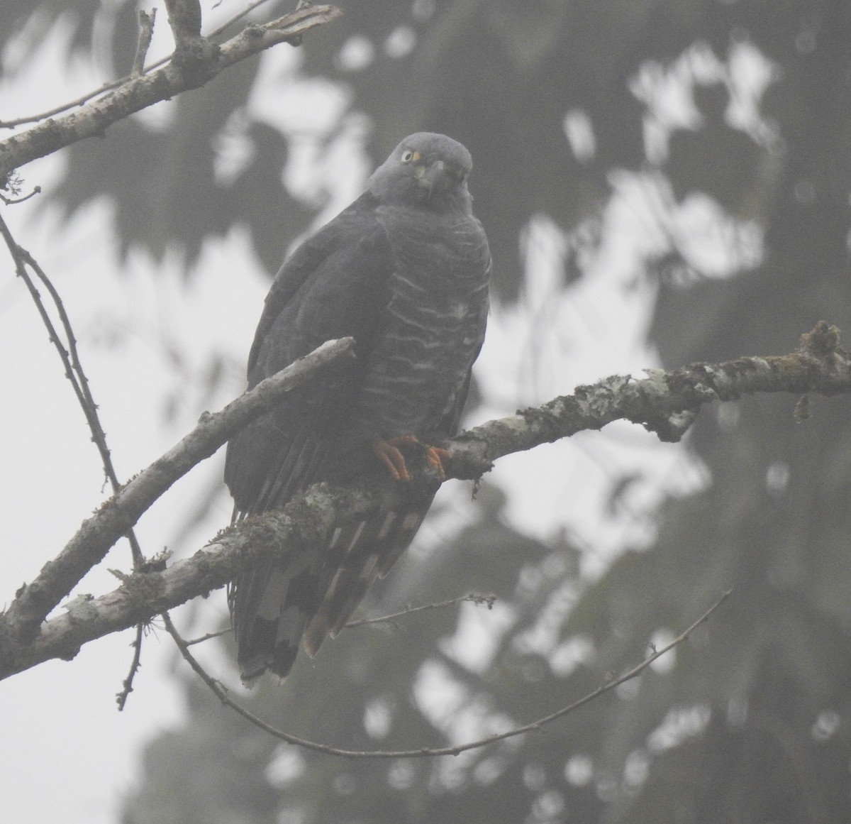 Hook-billed Kite - ML645308466