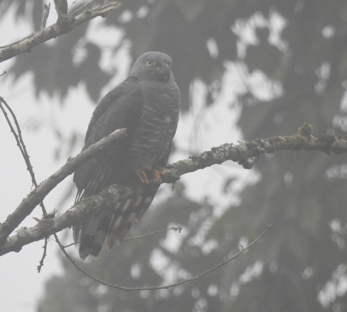 Hook-billed Kite - ML645308467