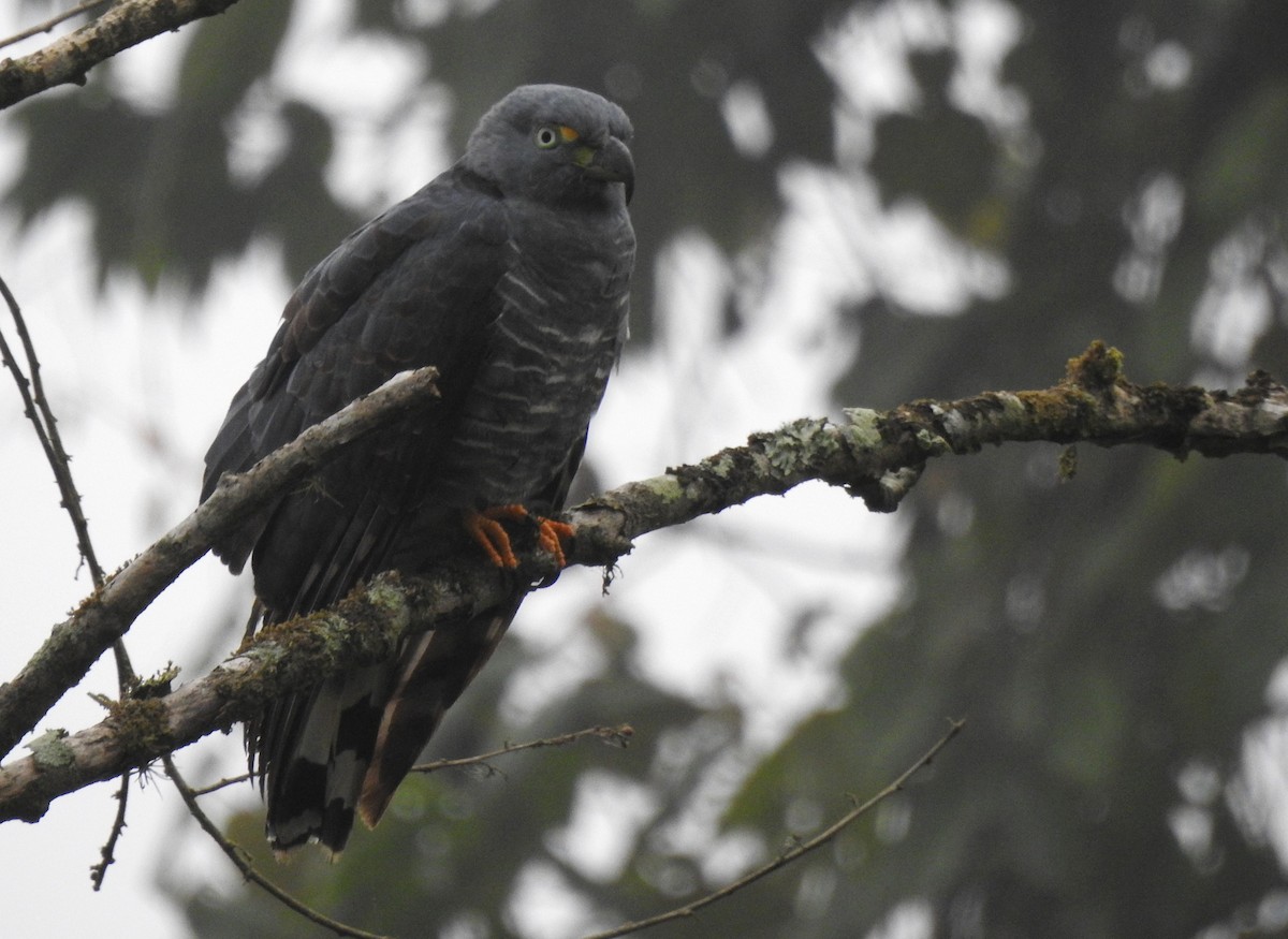Hook-billed Kite - ML645308468