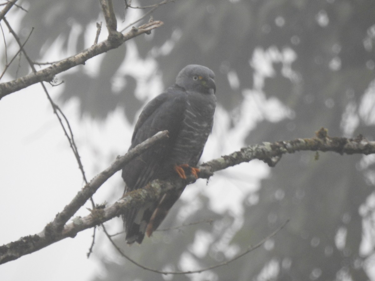 Hook-billed Kite - ML645308469