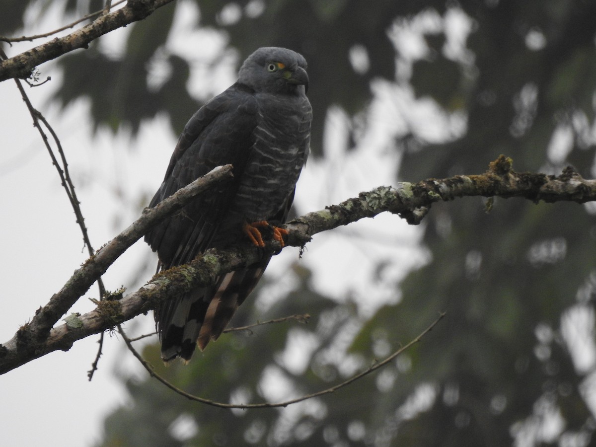 Hook-billed Kite - ML645308470