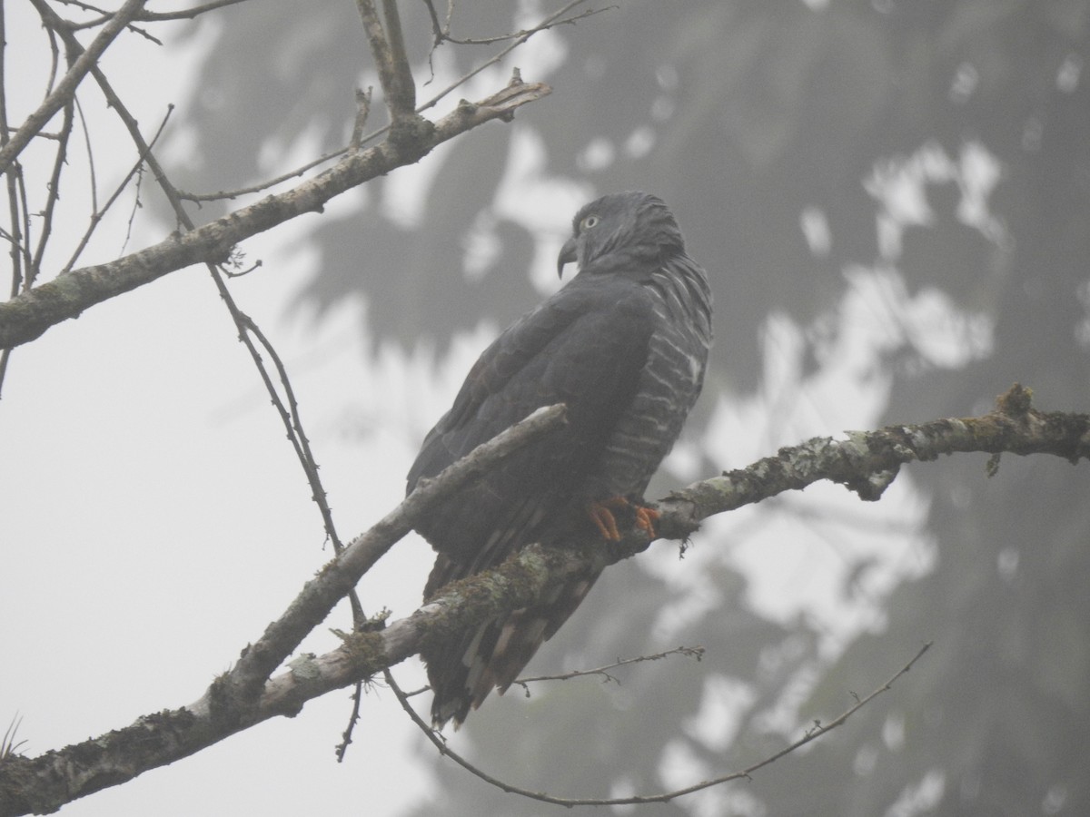Hook-billed Kite - ML645308471