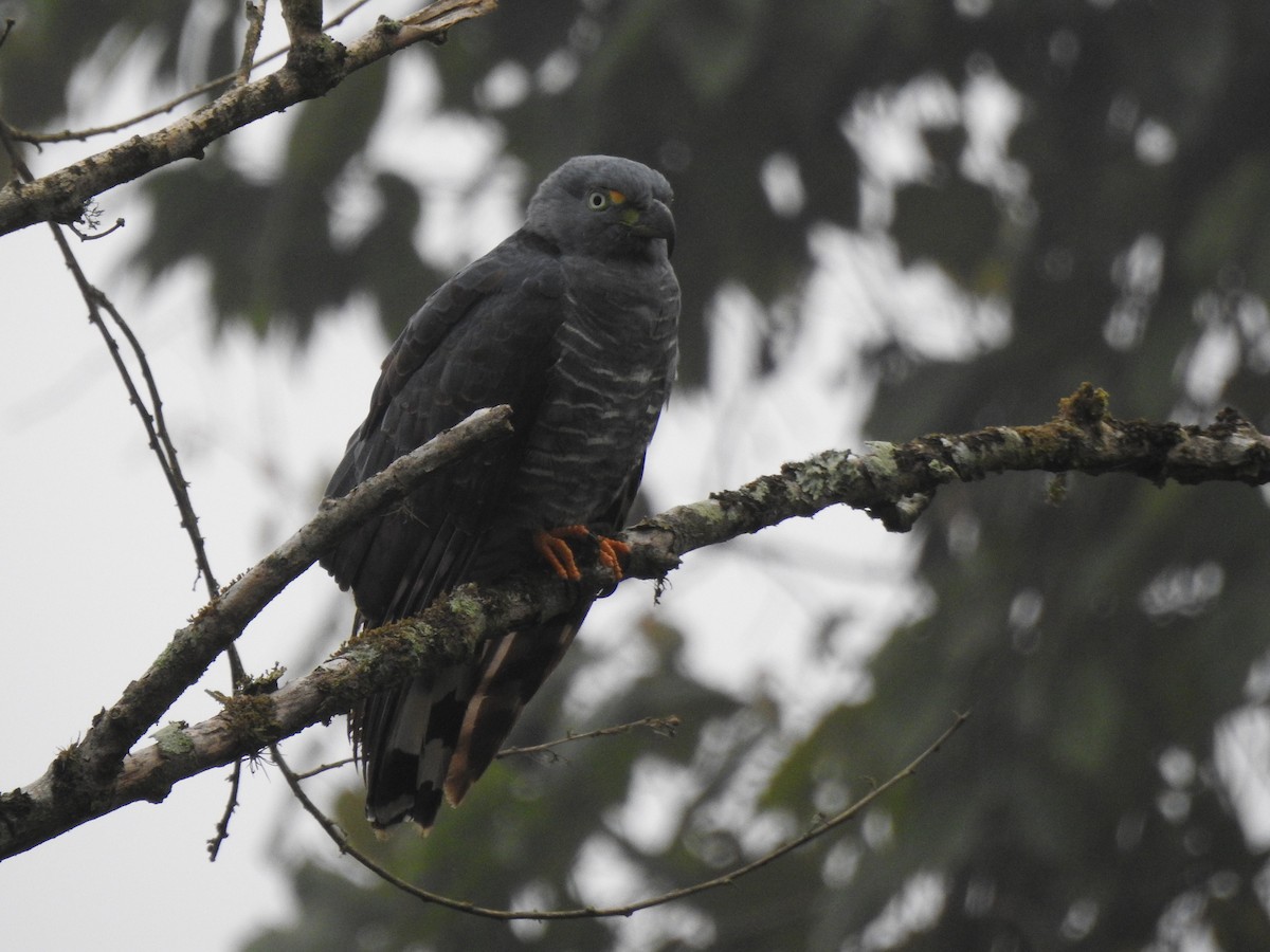Hook-billed Kite - ML645308472