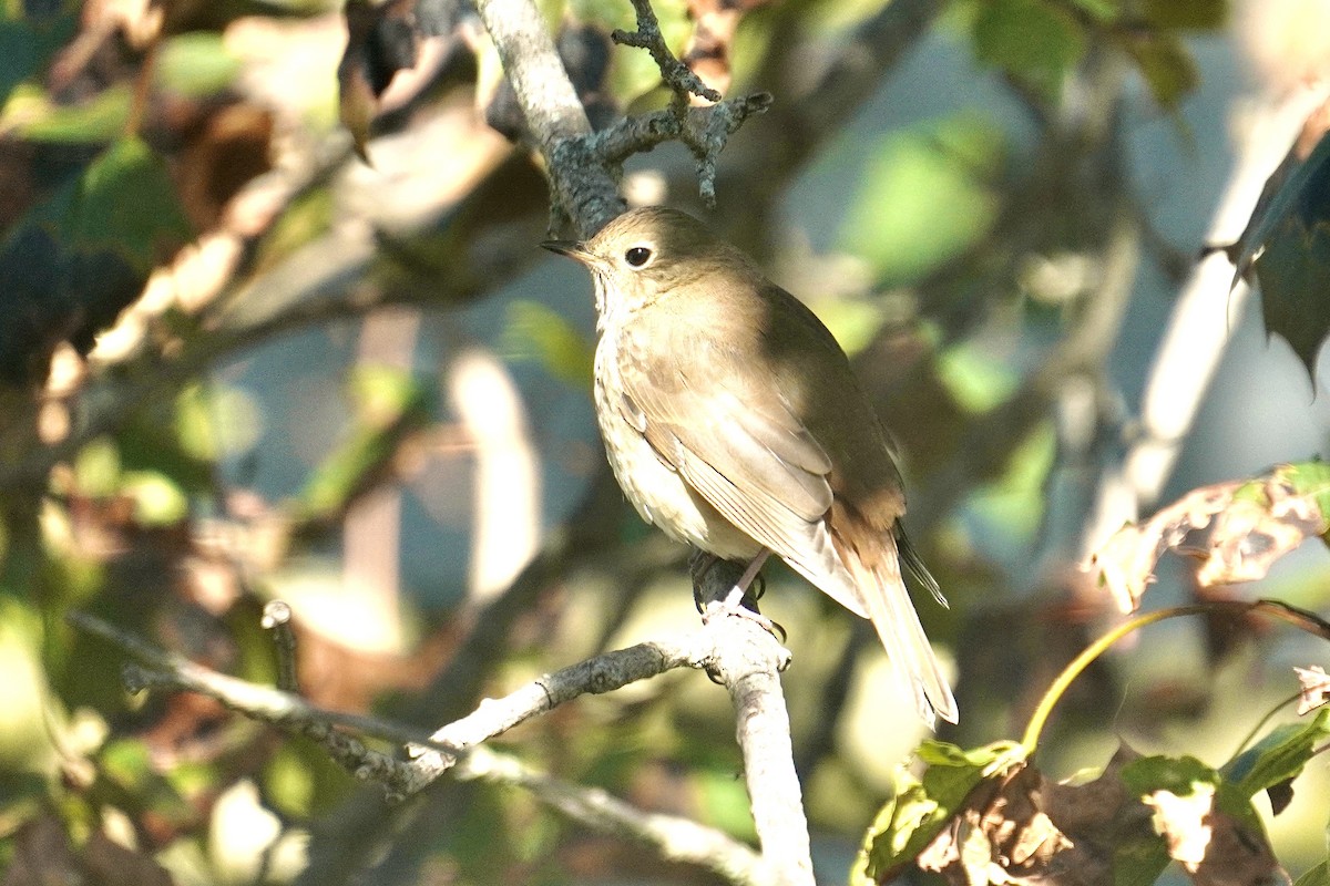 Grive solitaire - ML645308477