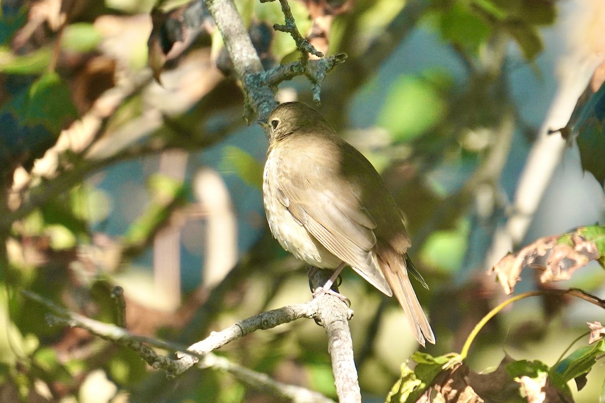 Grive solitaire - ML645308478