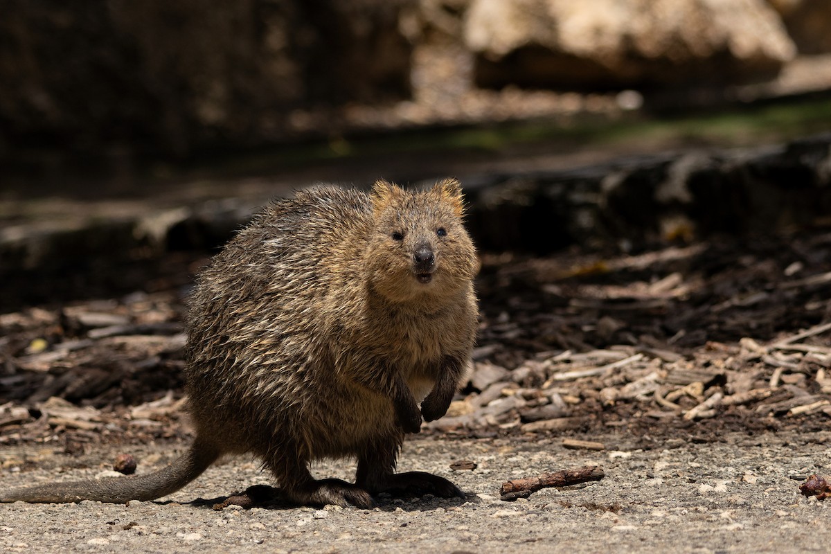 Quokka - ML645308486
