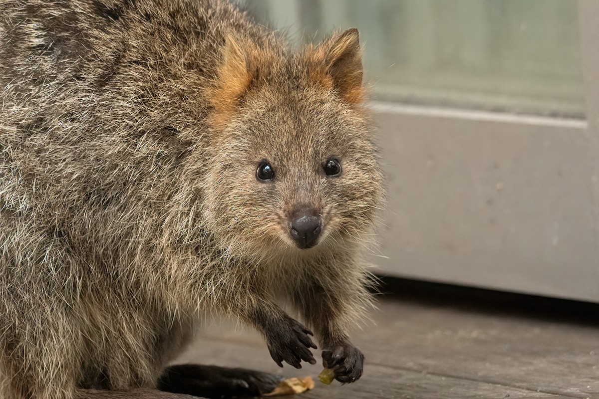 Quokka - ML645308487