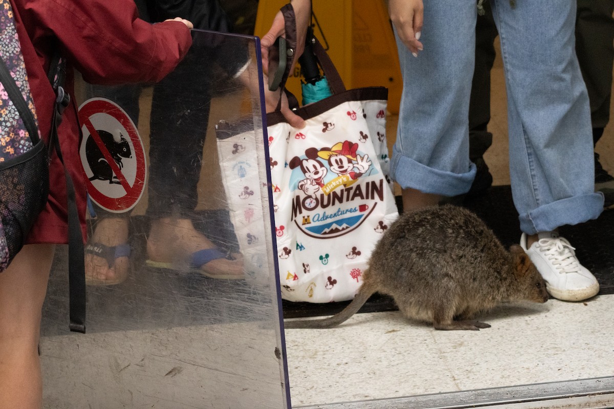 Quokka - ML645308488