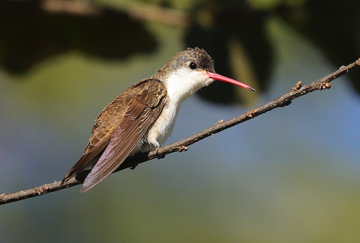 Violet-crowned Hummingbird - ML645308489