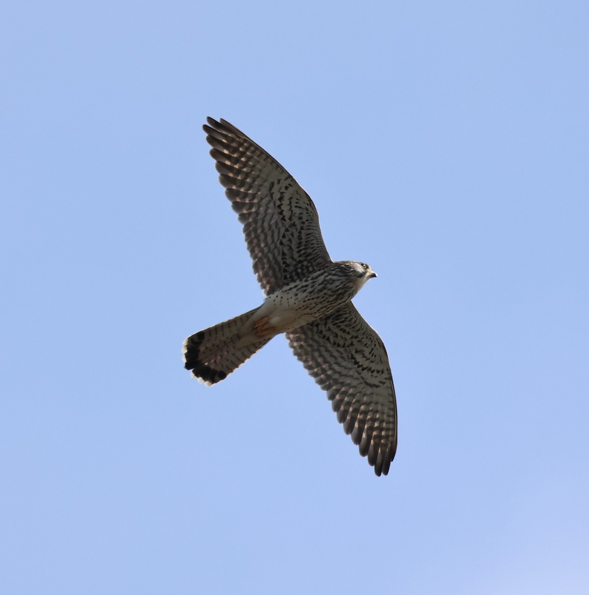 Eurasian Kestrel - ML645308509