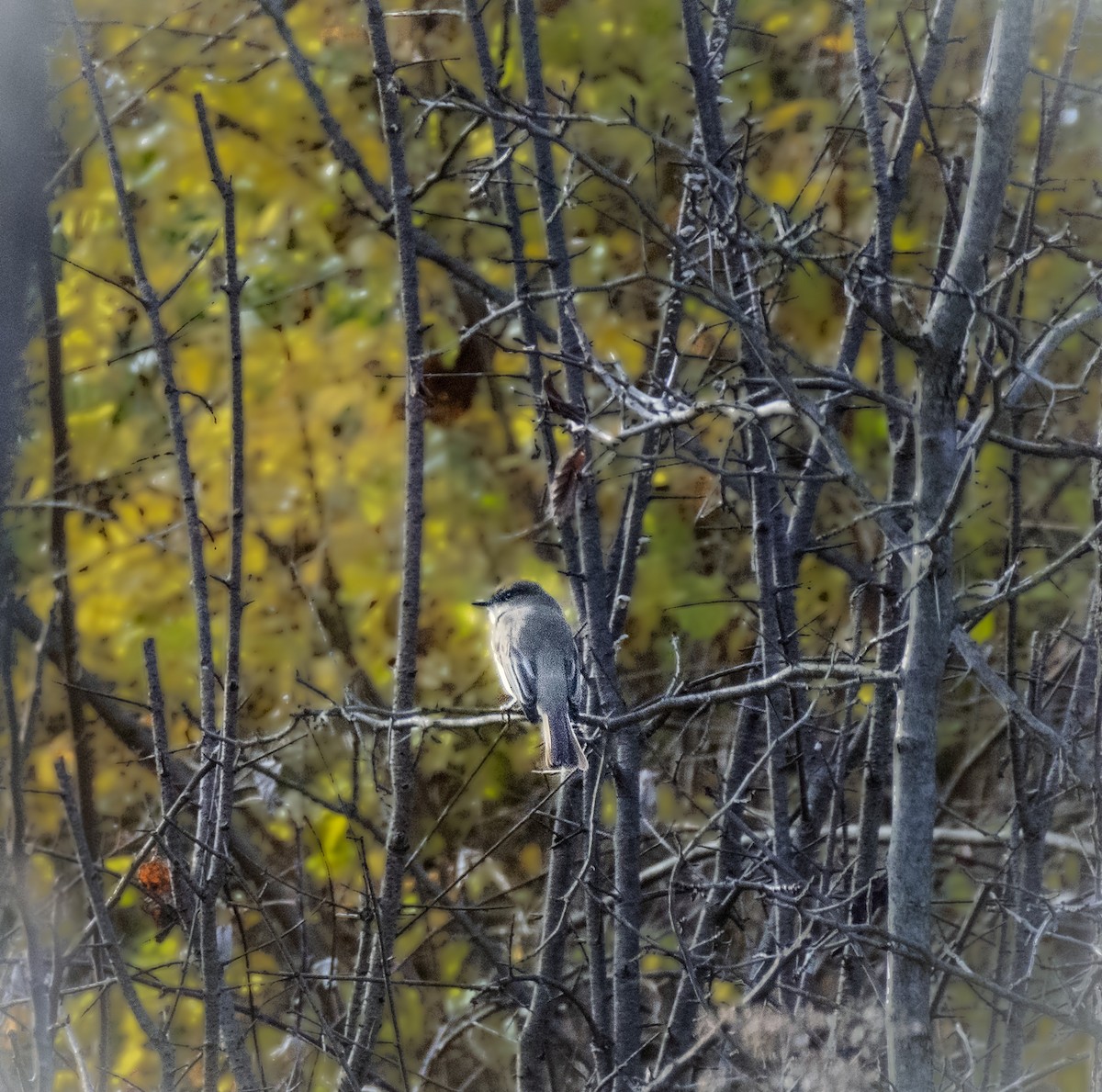 Eastern Phoebe - ML645308516