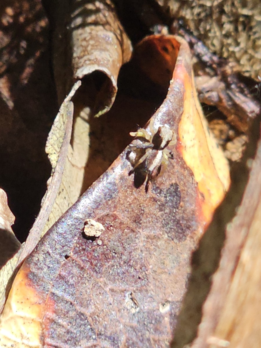 Rainforest Peacock Spider - ML645308518