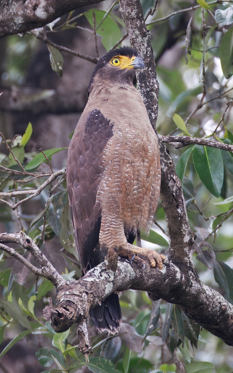 Culebrera Chiíla - ML645308521