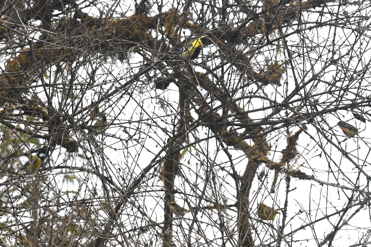 Bändersiva - ML645308533