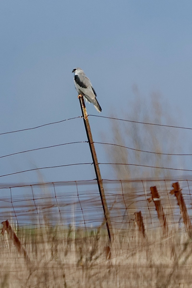 White-tailed Kite - ML645308537