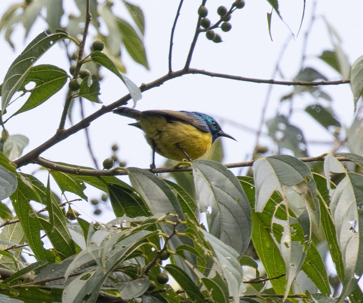 Collared Sunbird - ML645308548