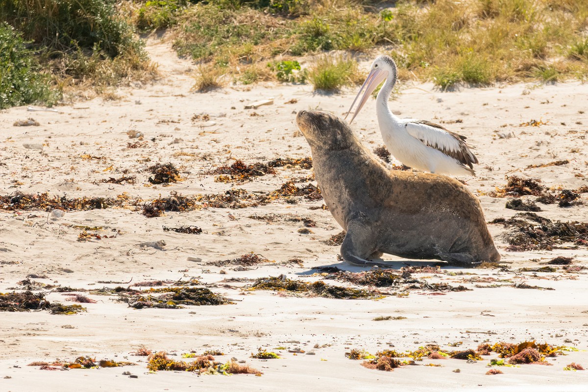 Australian Sea Lion - ML645308551