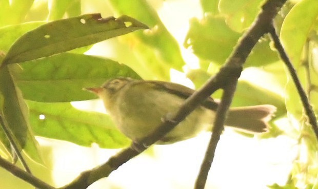 Oustalet's Tyrannulet - ML645308552