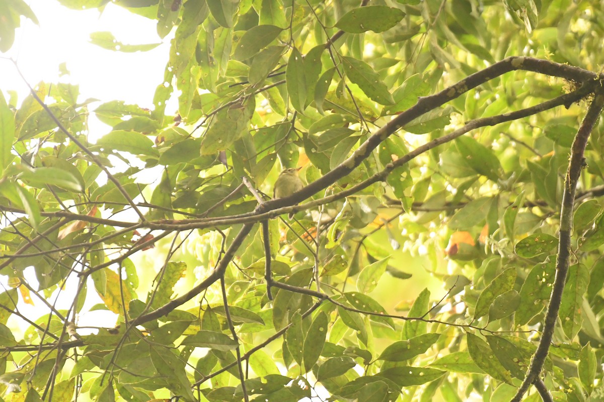 Oustalet's Tyrannulet - ML645308568