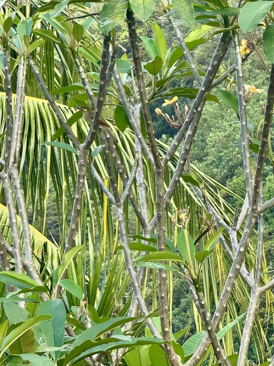 Méliphage foulehaio - ML645308598