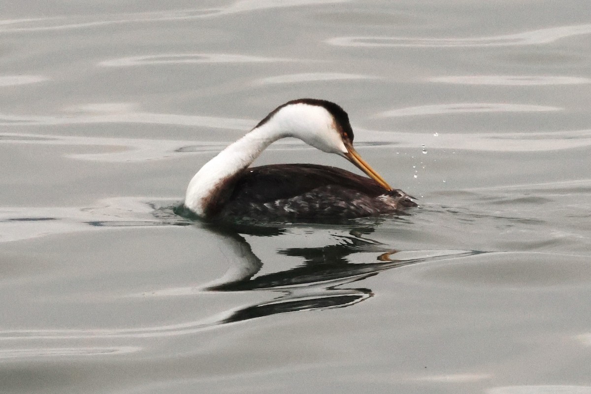 Western Grebe - ML645308599