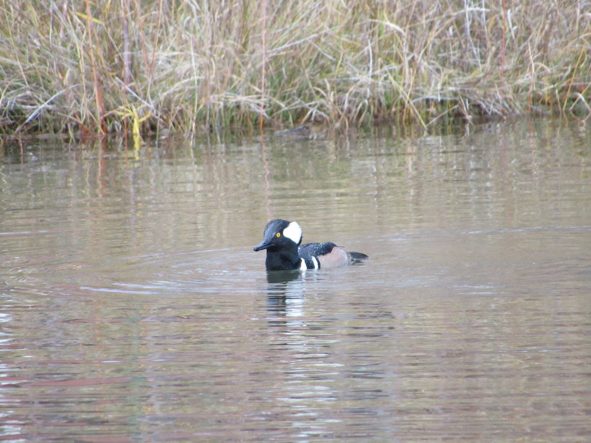 Hooded Merganser - ML645308605