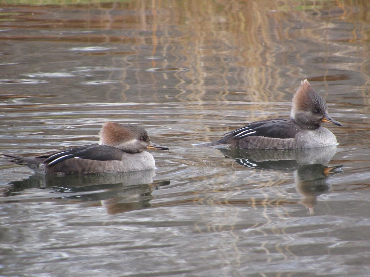 Hooded Merganser - ML645308606